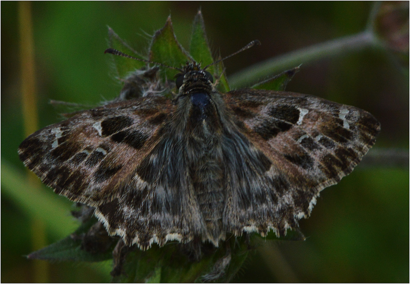 Толстоголовка шандровая