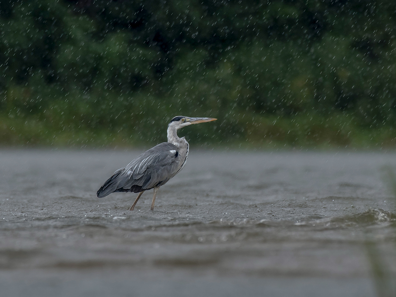 Одна и дождь