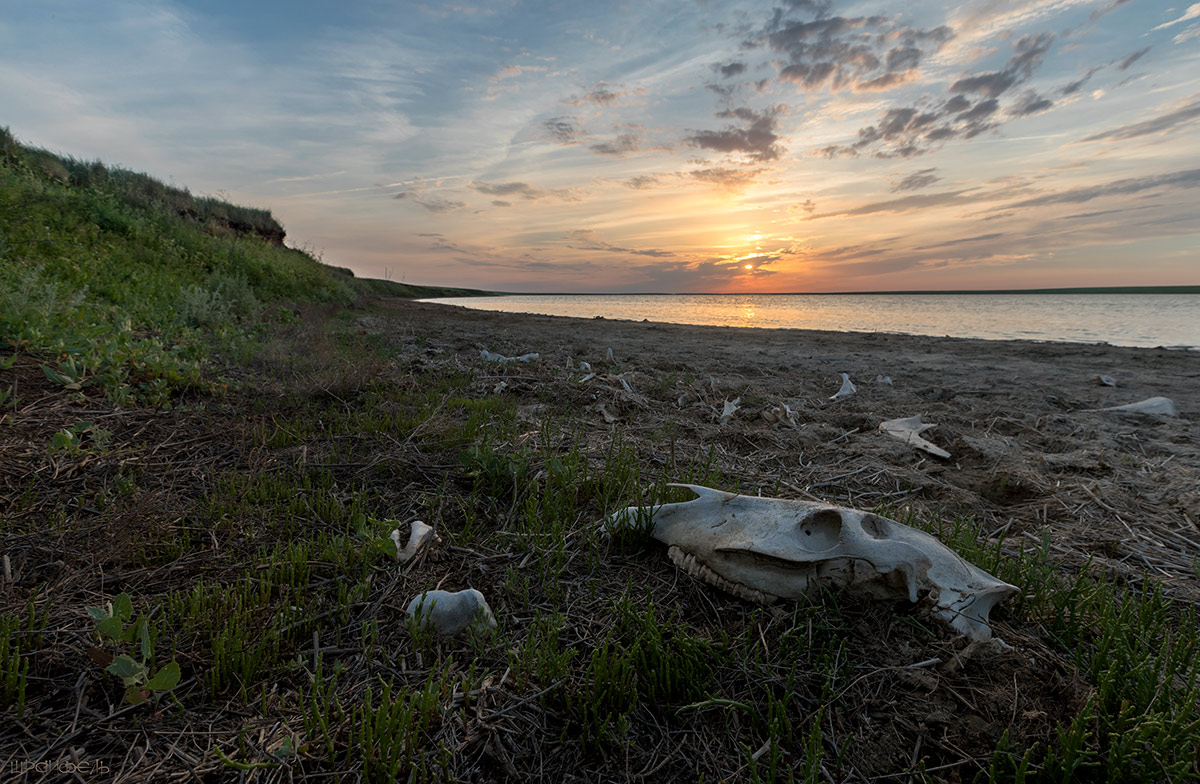 Берег павших мустангов