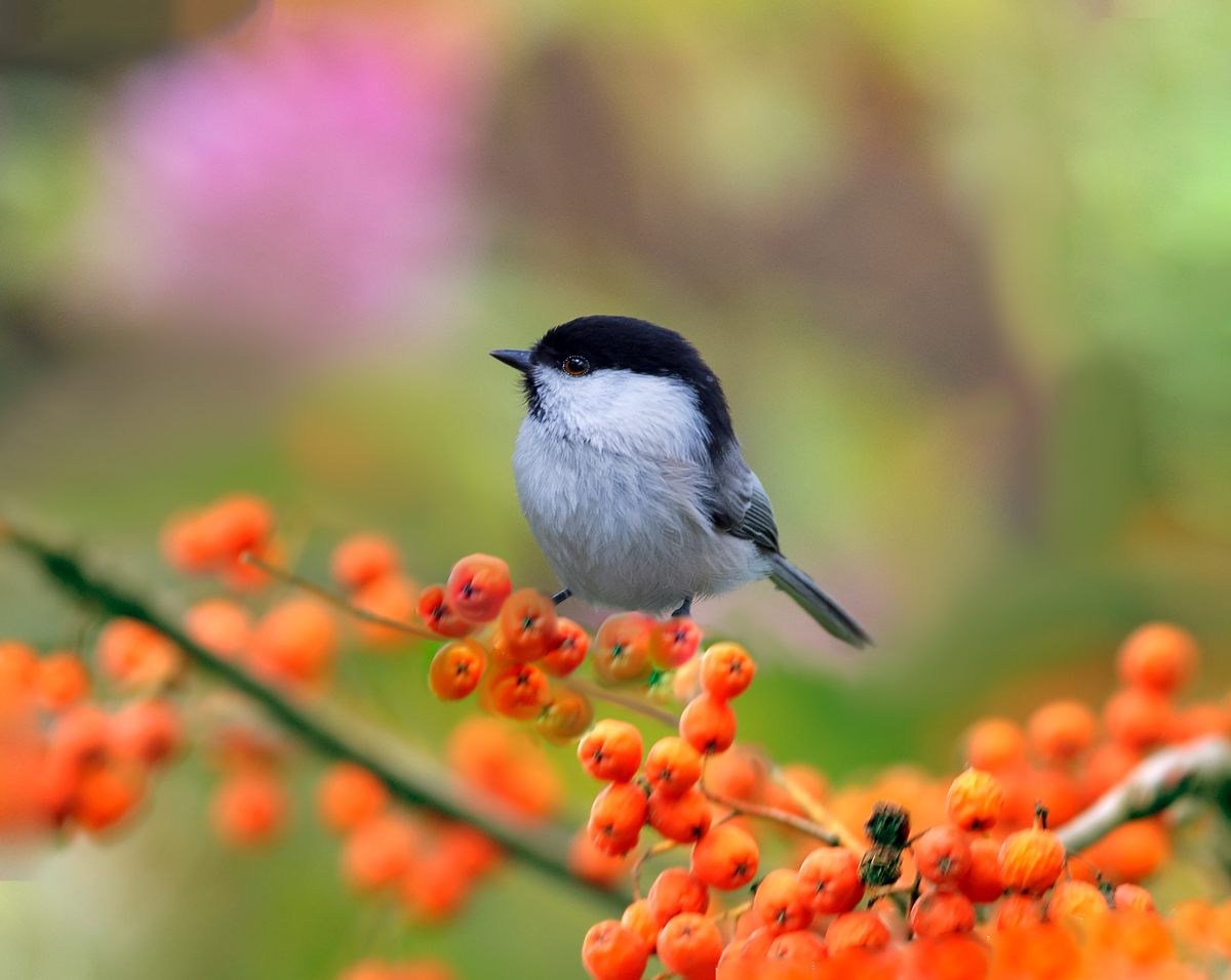 Черноголовая гаичка