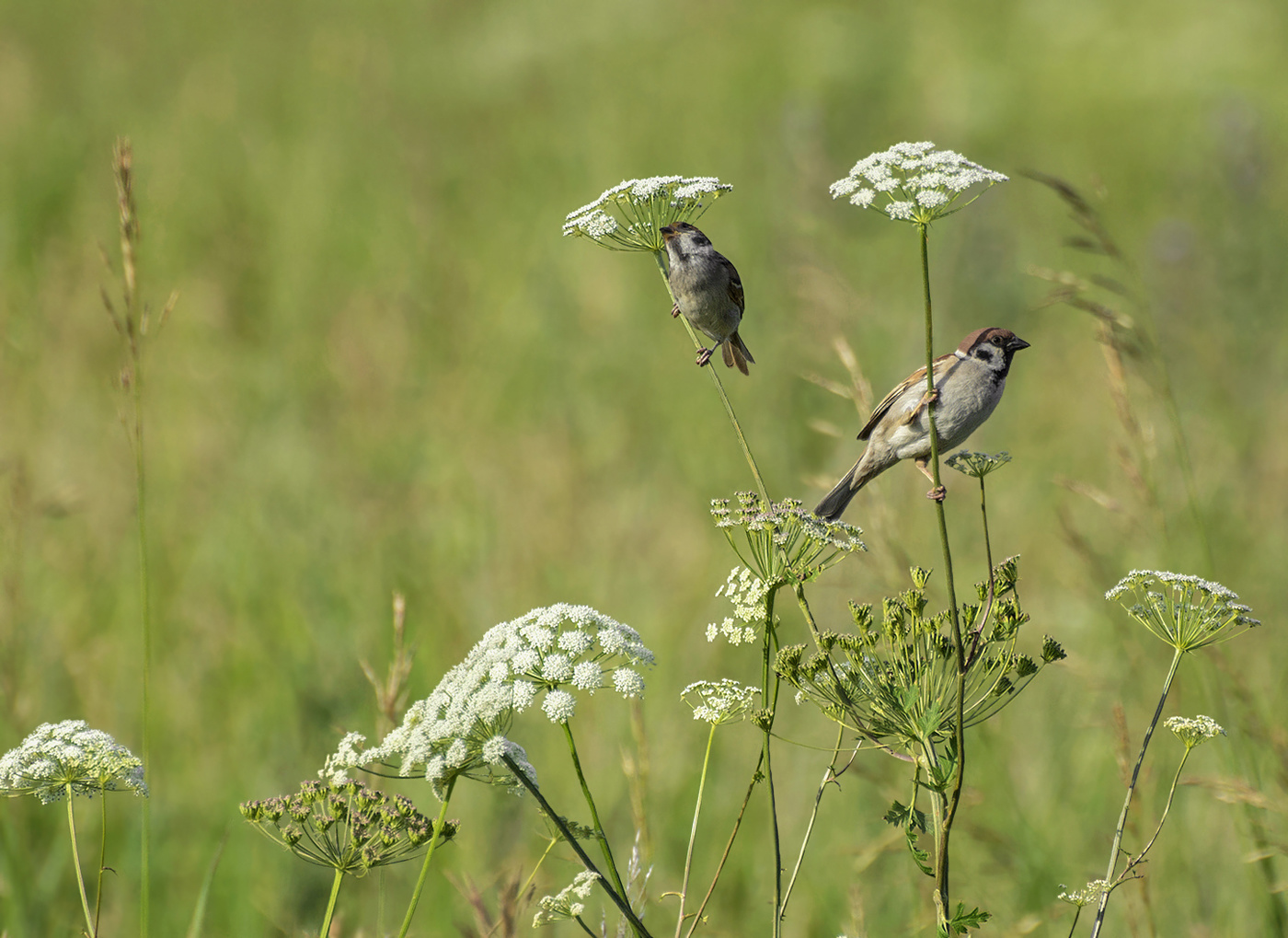 под зонтиком..