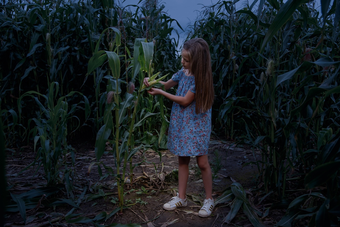 Ночной сбор кукурузы