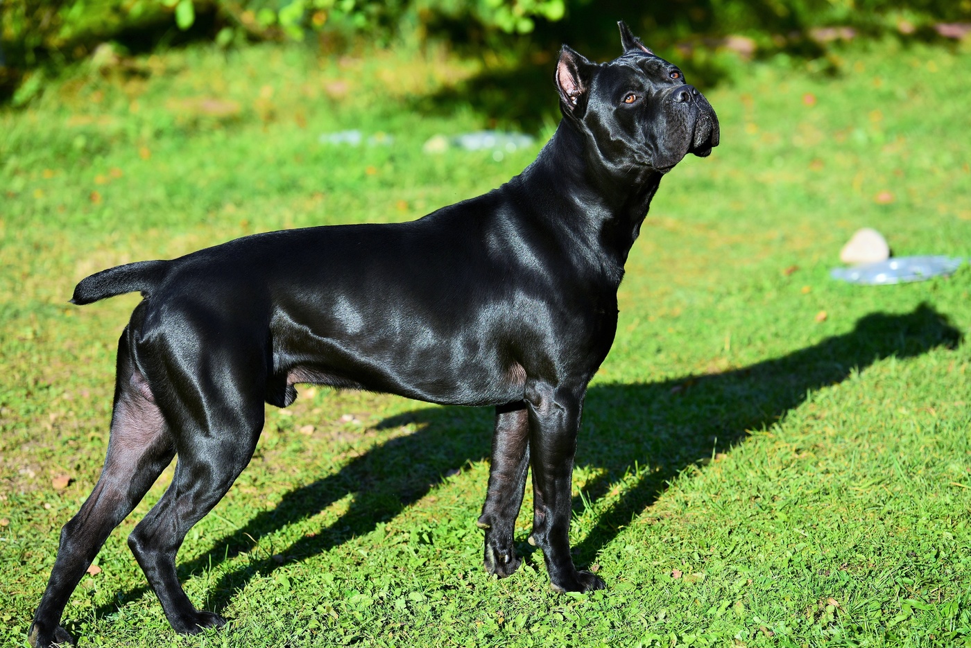 "Лечит души собачья любовь ..."