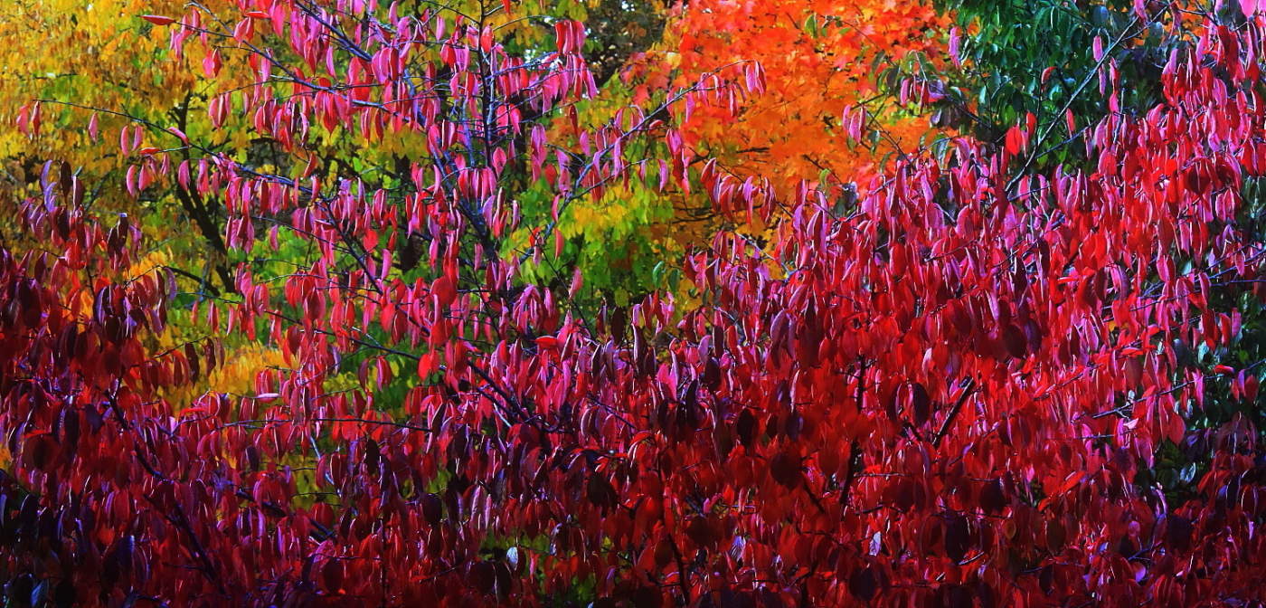 Признаки осени