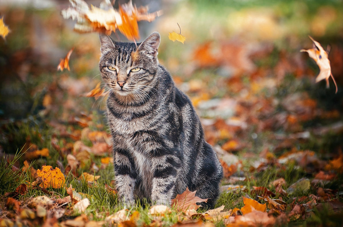 Признаки осени)