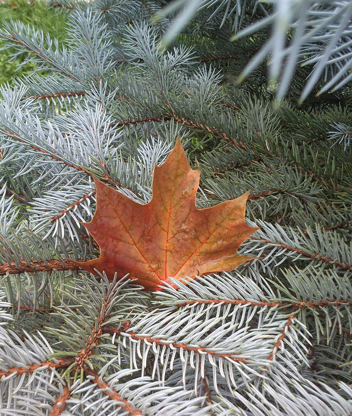 Признаки осени