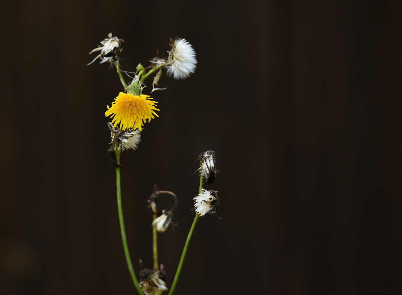 "Осенние цветы, так скоро увяданье ..."