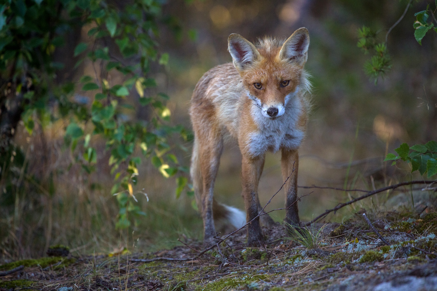 Встреча с рыжей