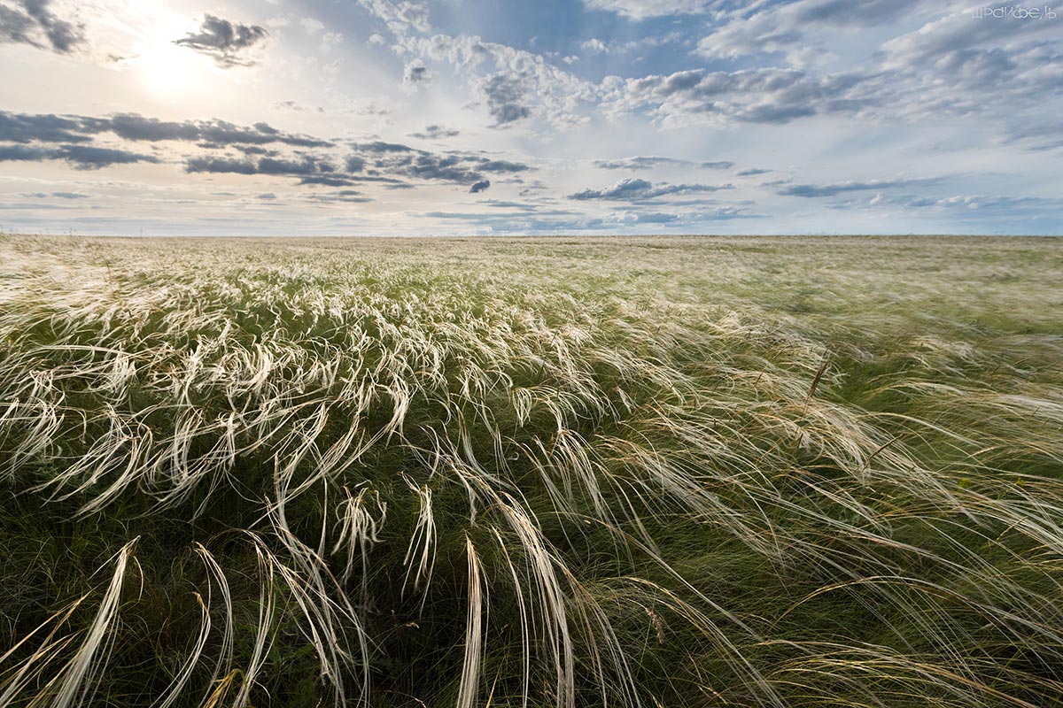 Где ветер гуляет