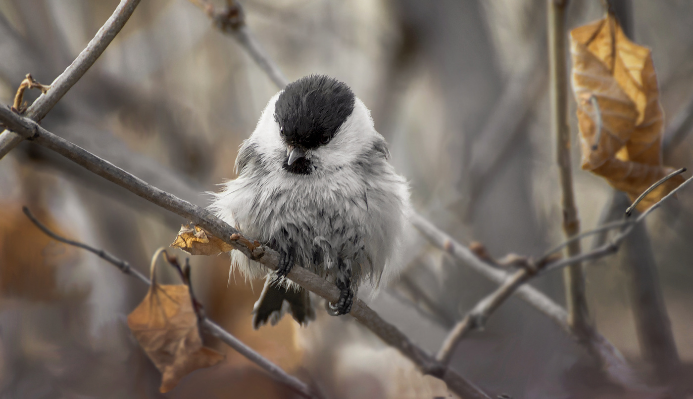 осенняя грусть..