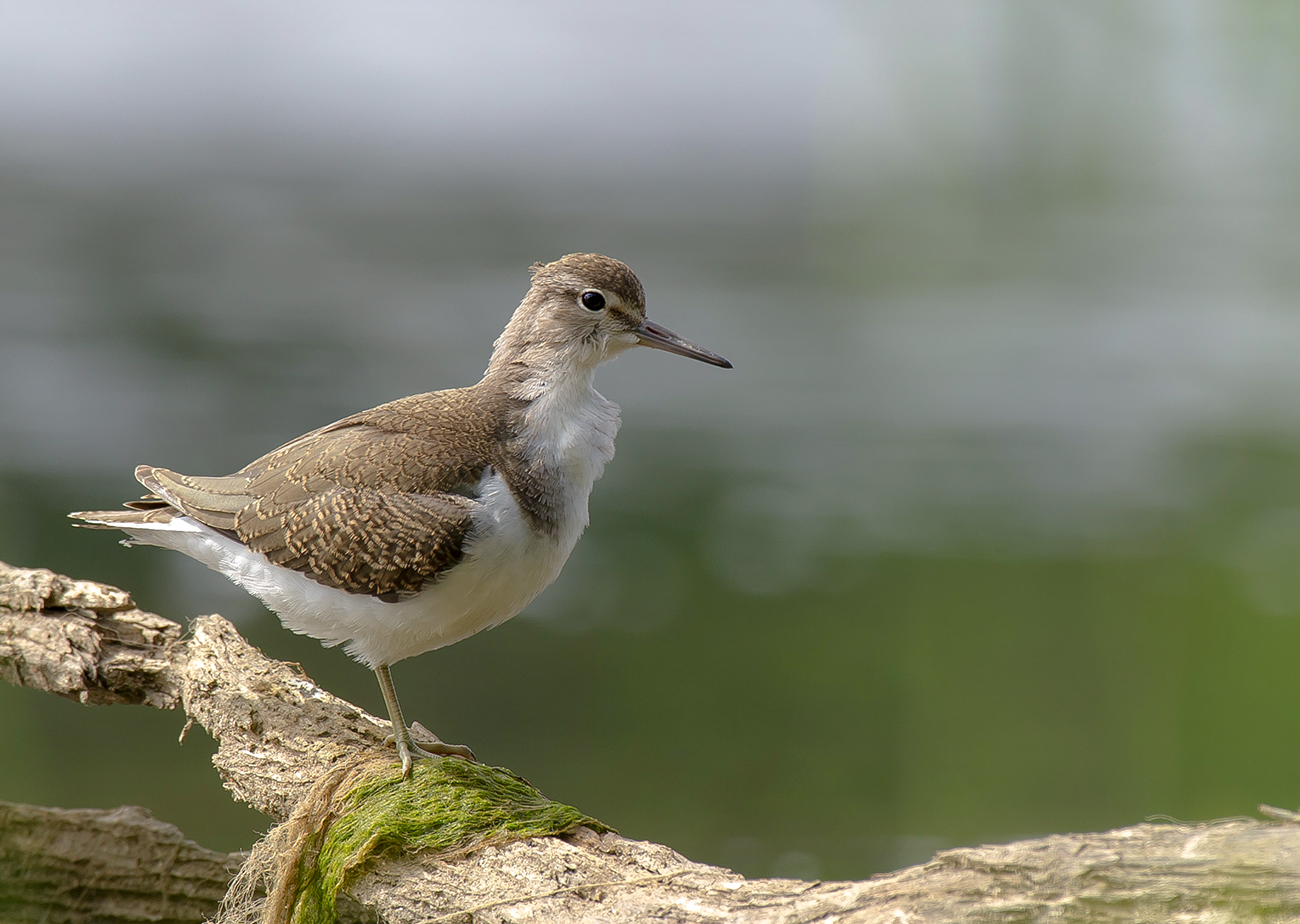 Перевозчик
