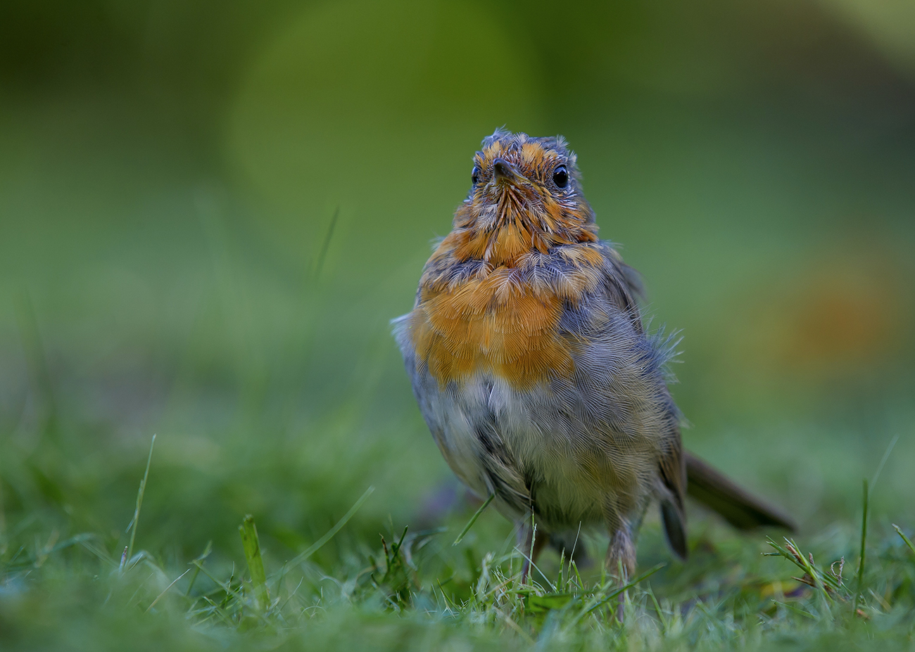 Расцветка под осень