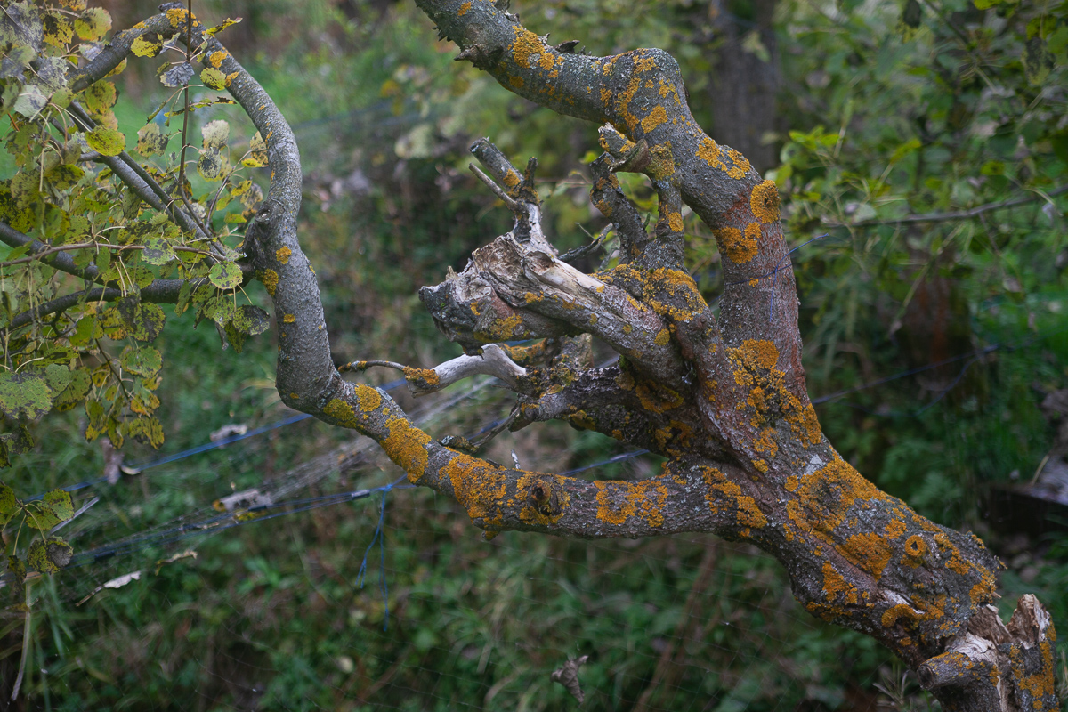 ловец осенних снов