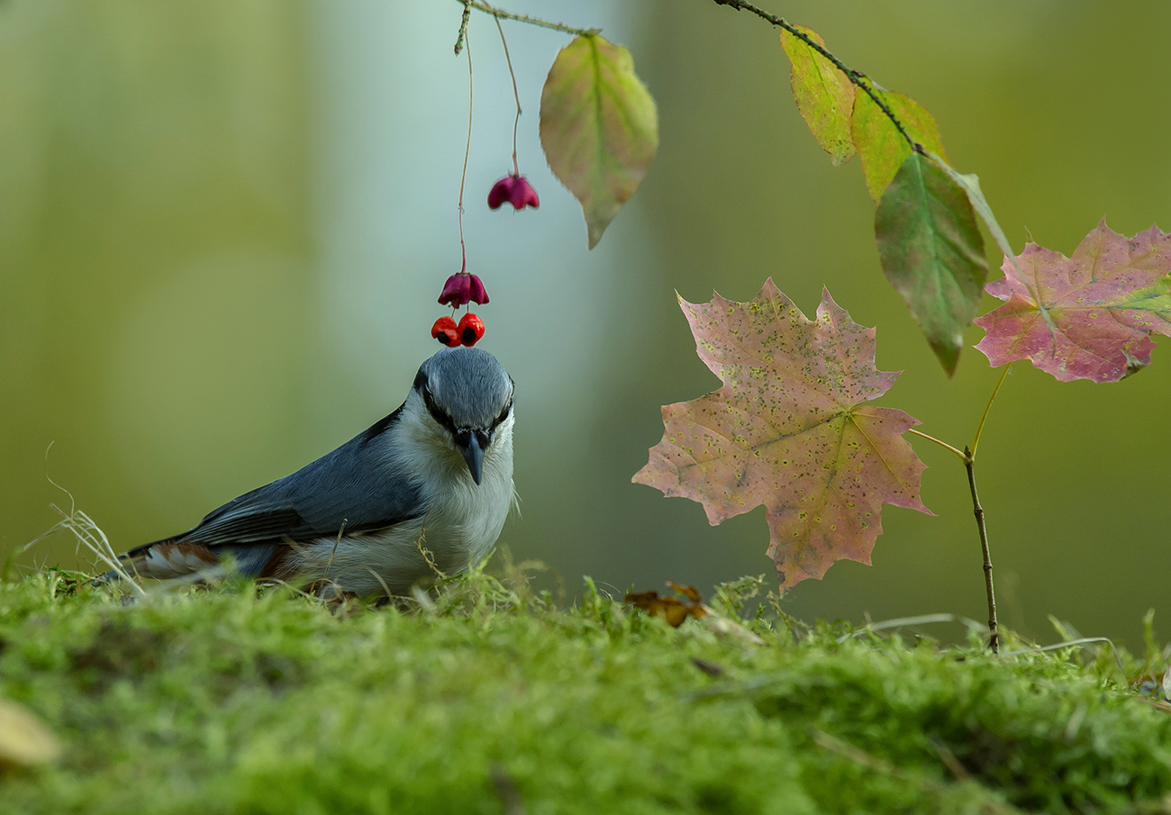 Глазки на макушке
