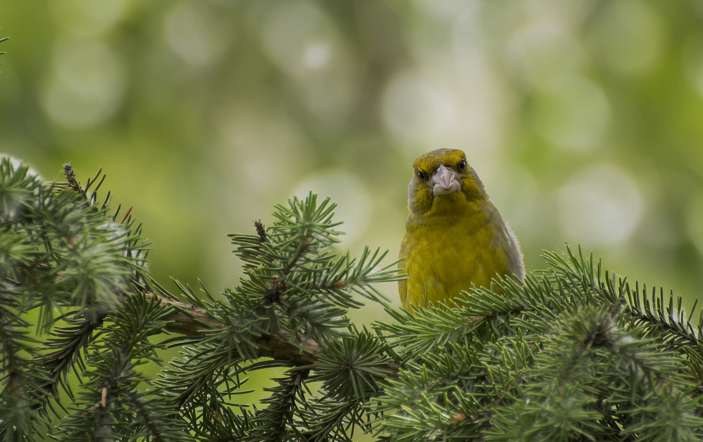 Очень очень серьёзный птах..!