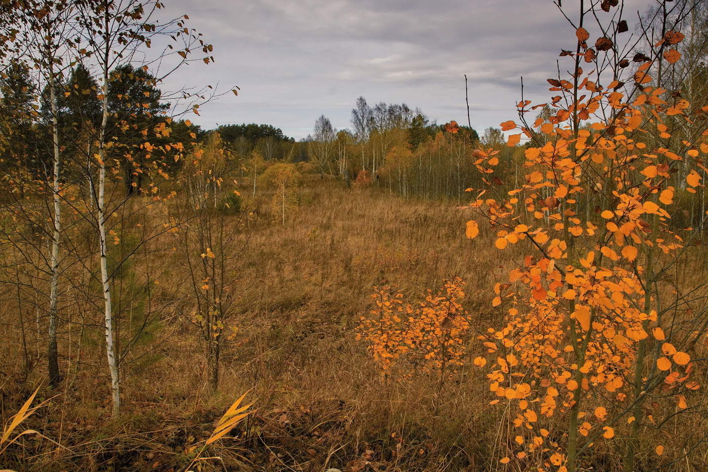 Осенний день.