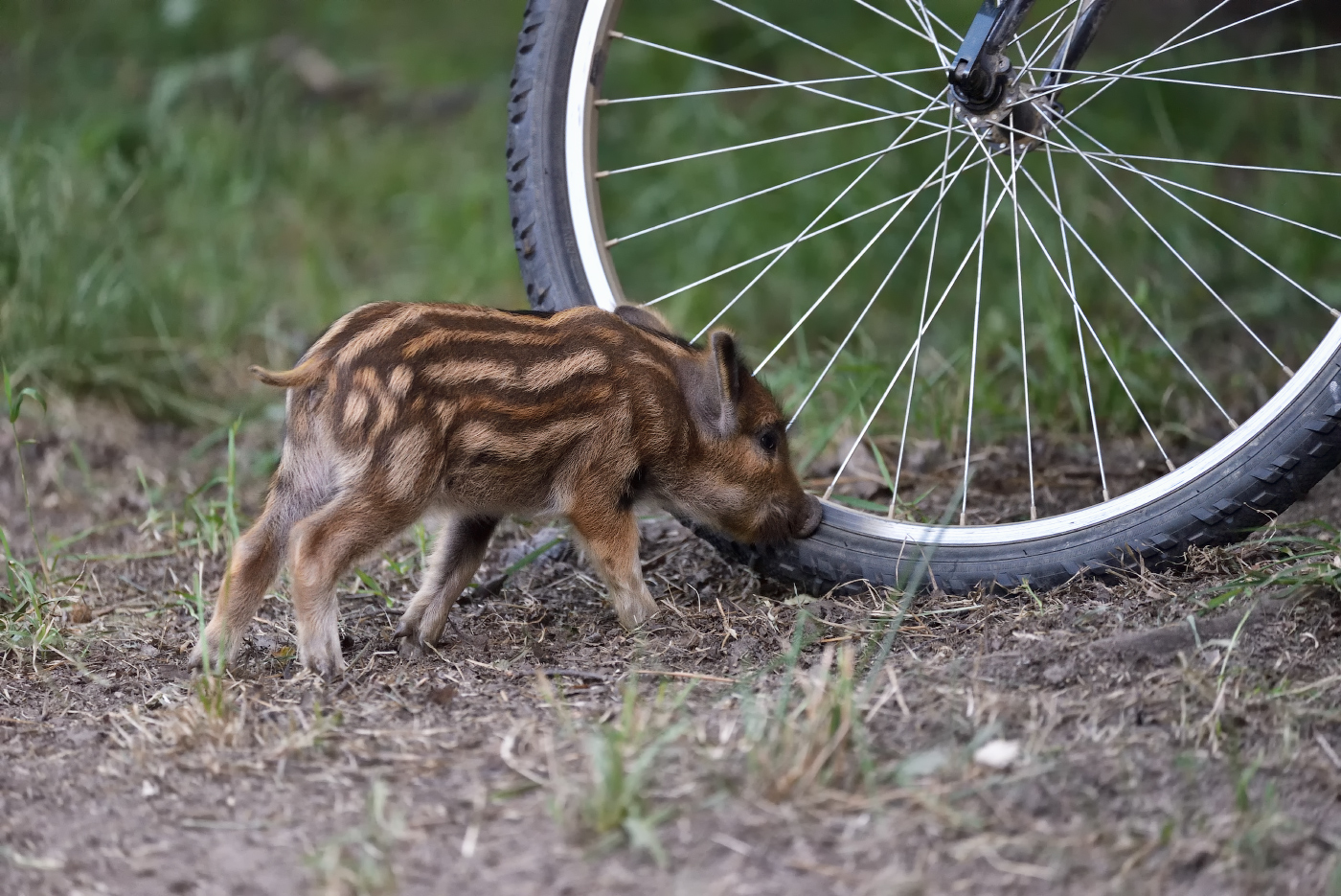 "переднее слабовато!"