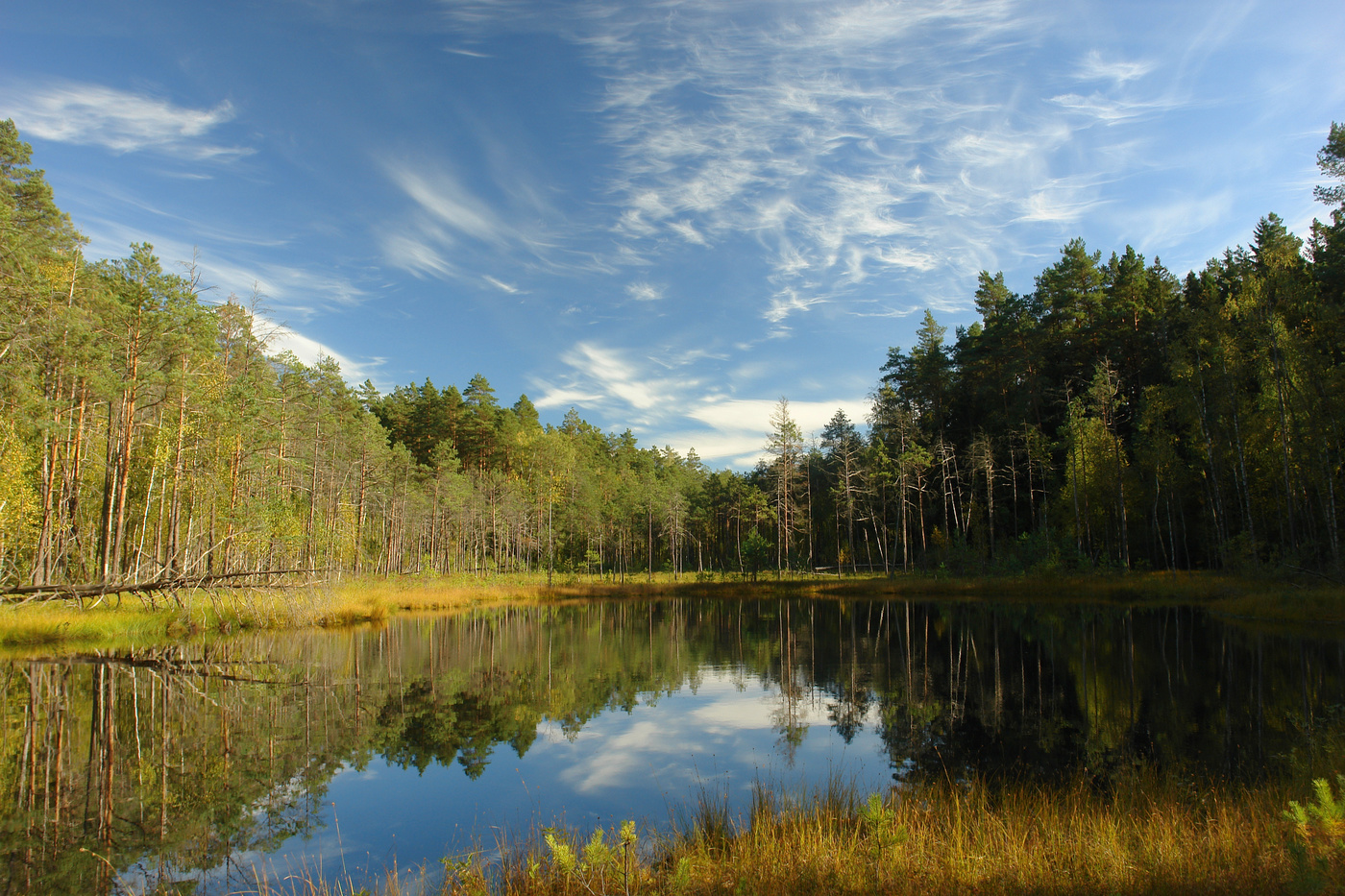 Лесное озеро
