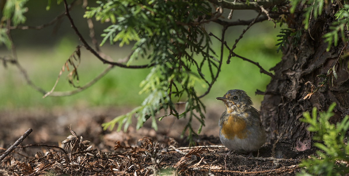 Не в голосе