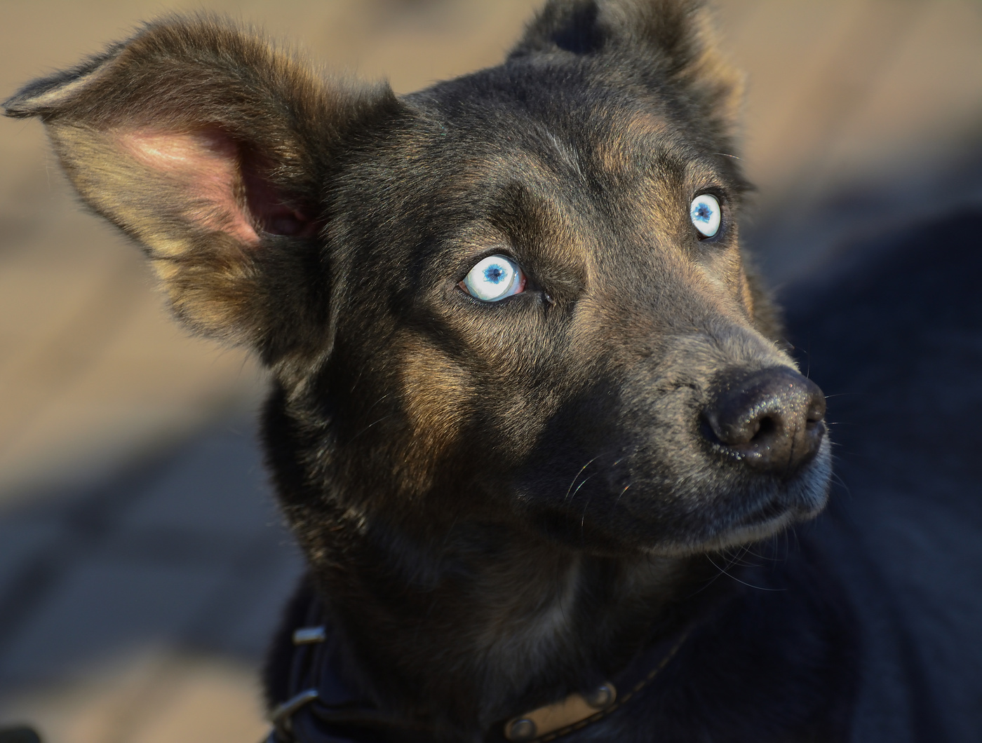 портрет друга