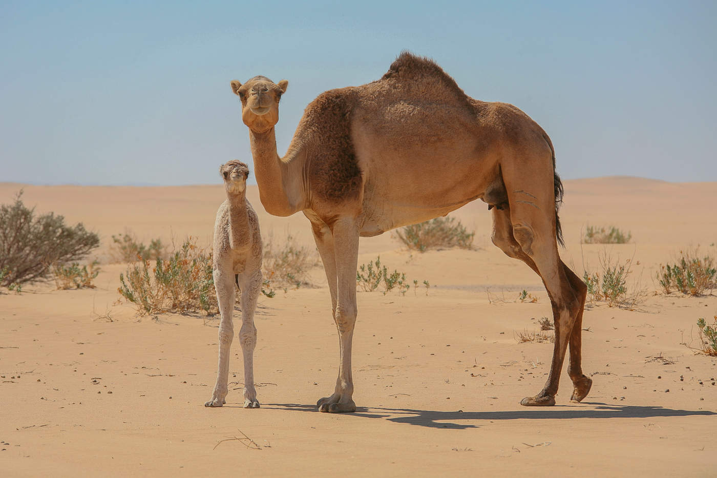 Корабль и лодочка пустыни
