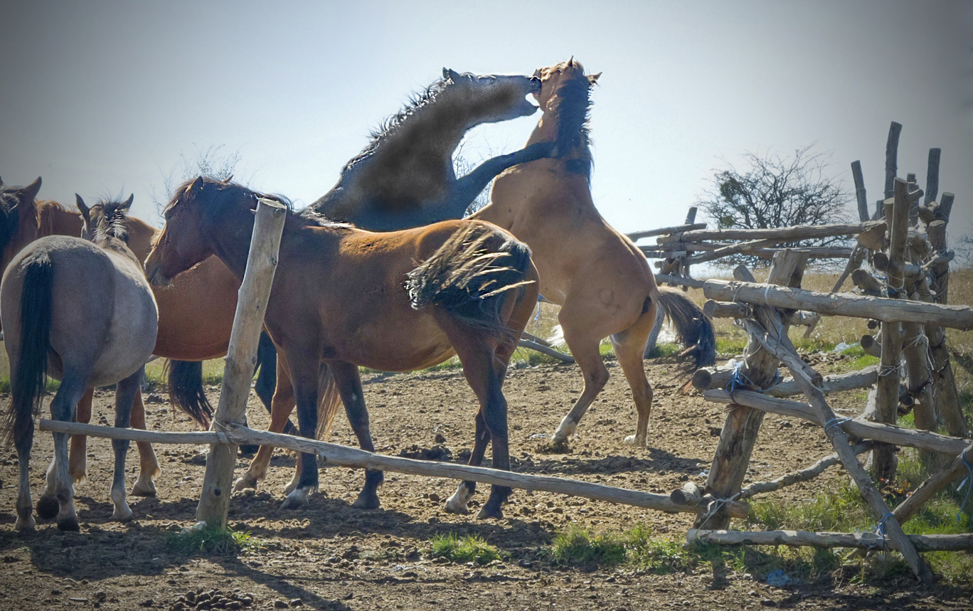 Спор двух джентльменов