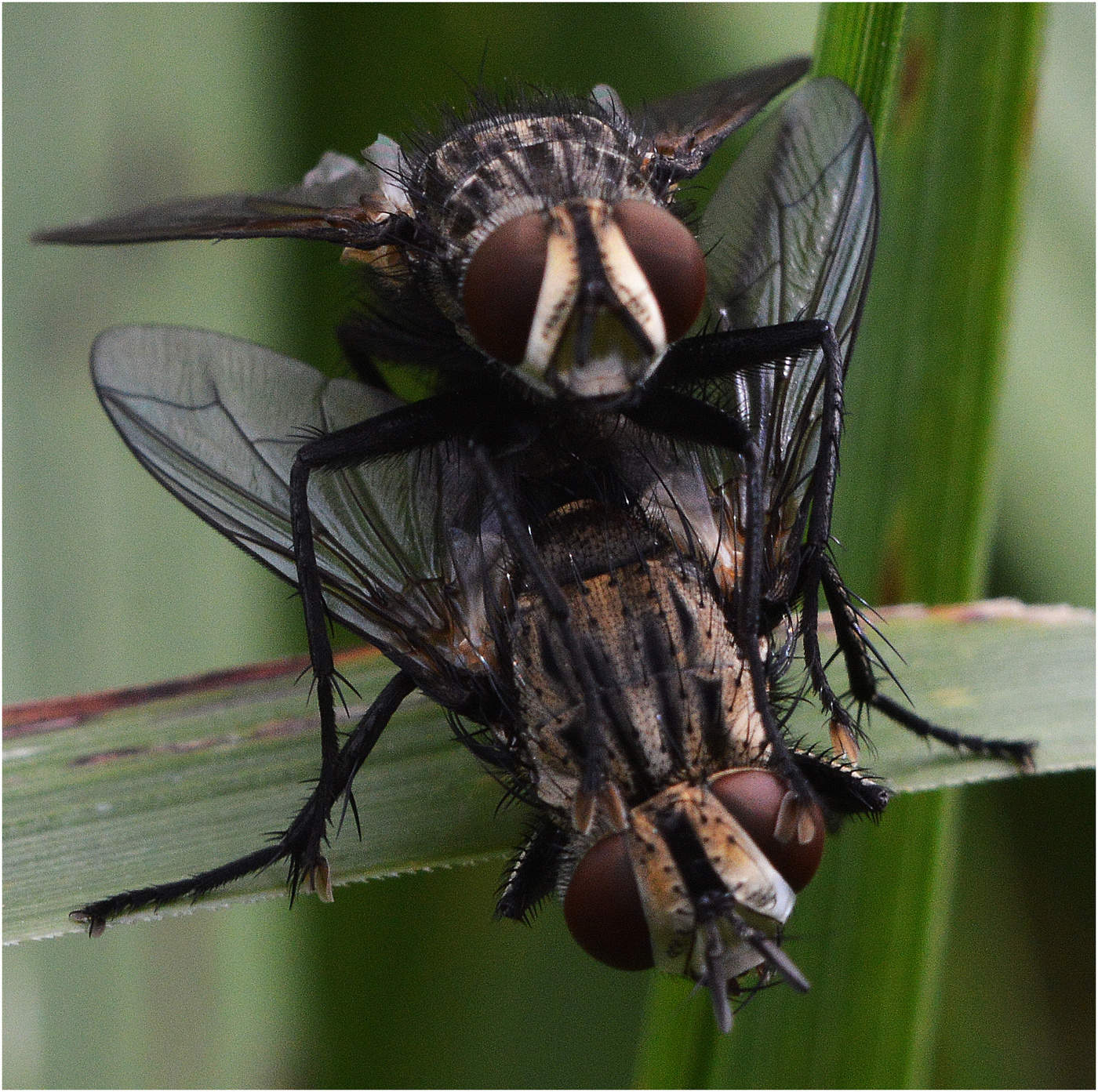 Двойной портрет.