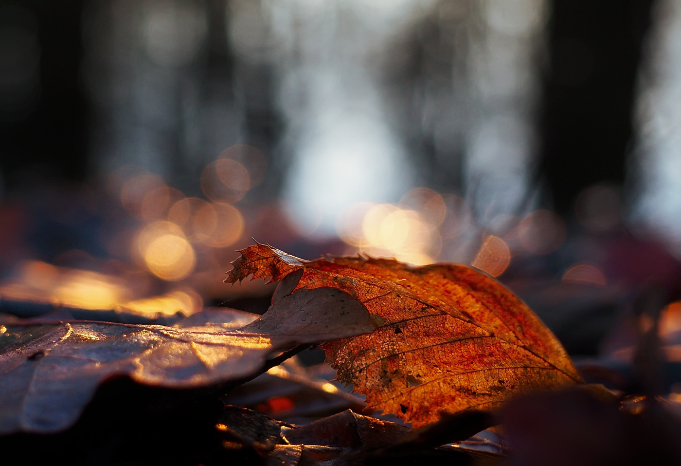 Последний день теплой осени..
