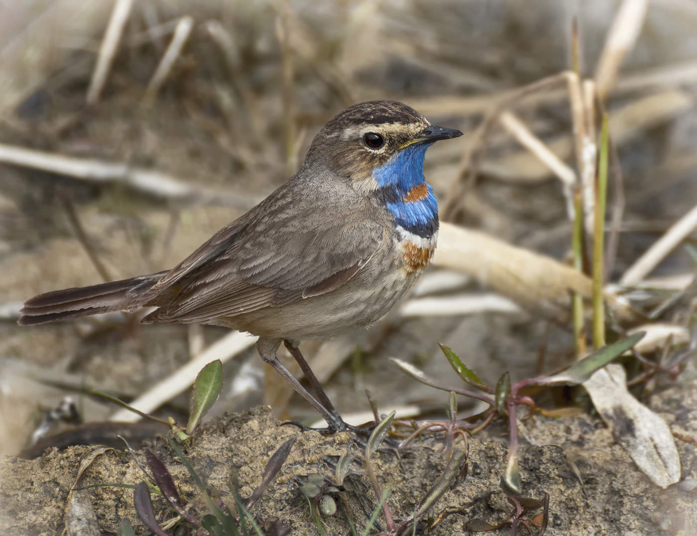 Варакушка.. (самец).