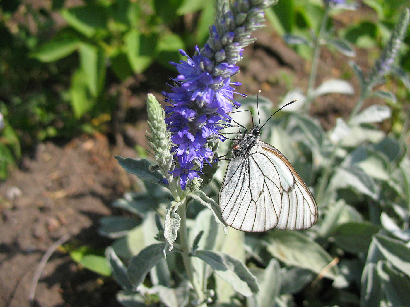 Цветок с бабочкой