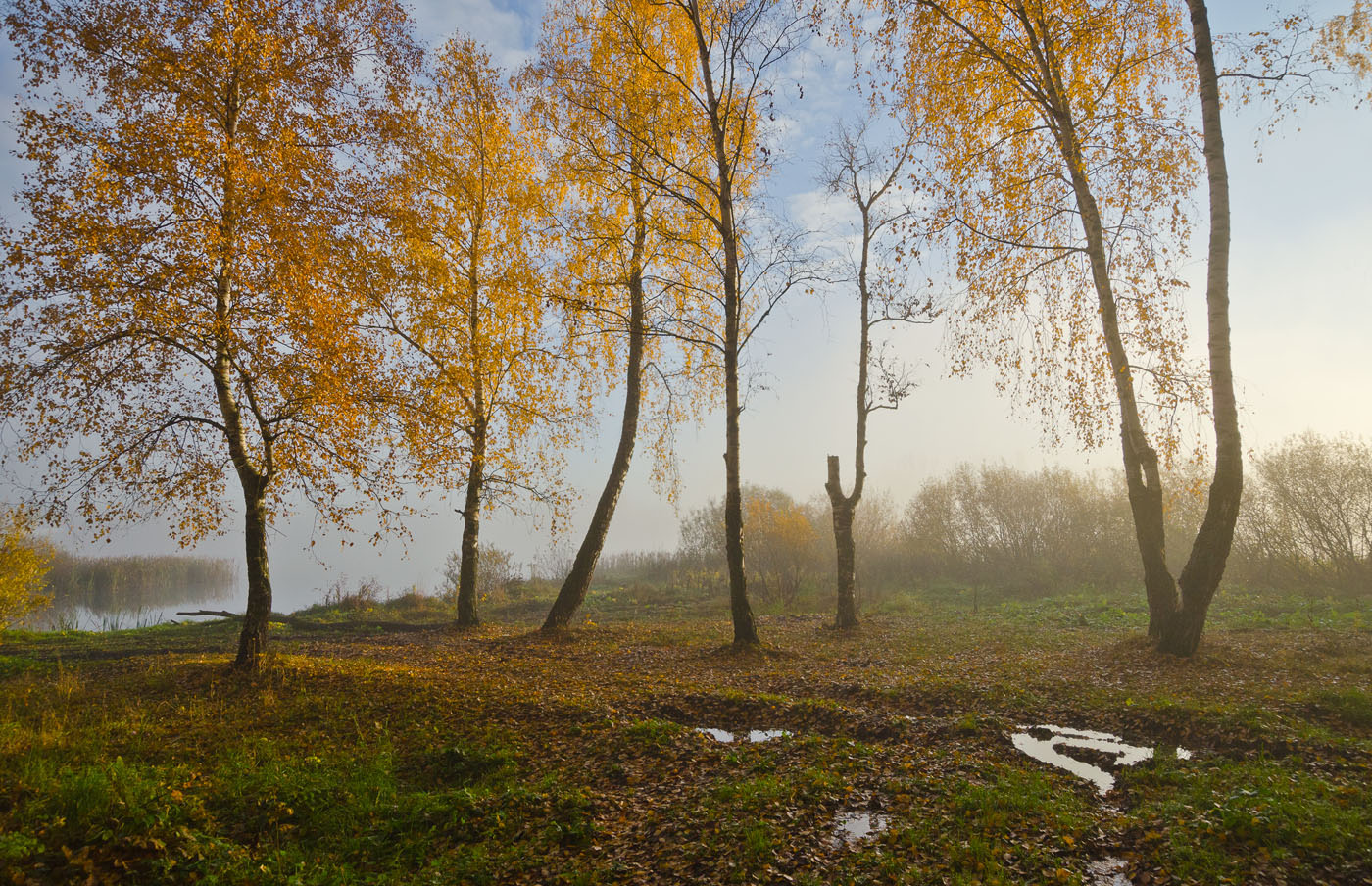 Берёзы Архангельского