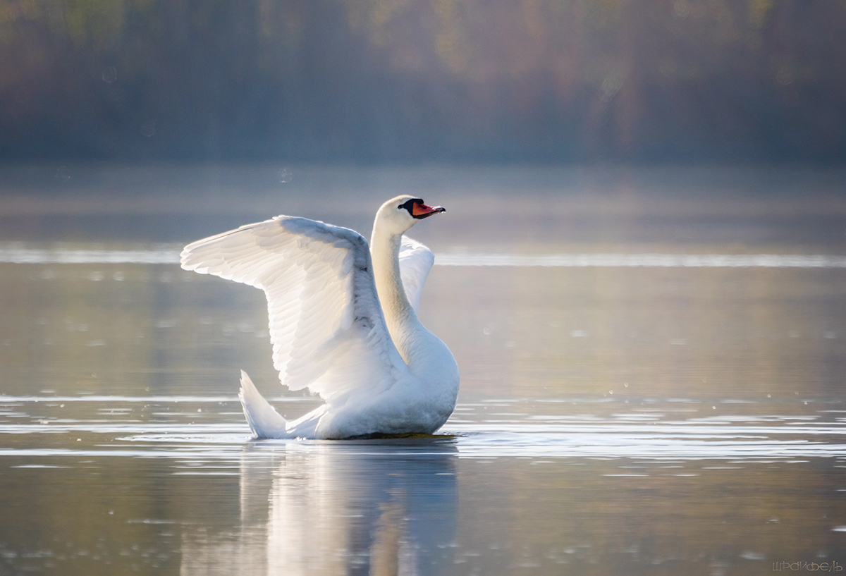 Его Светлость