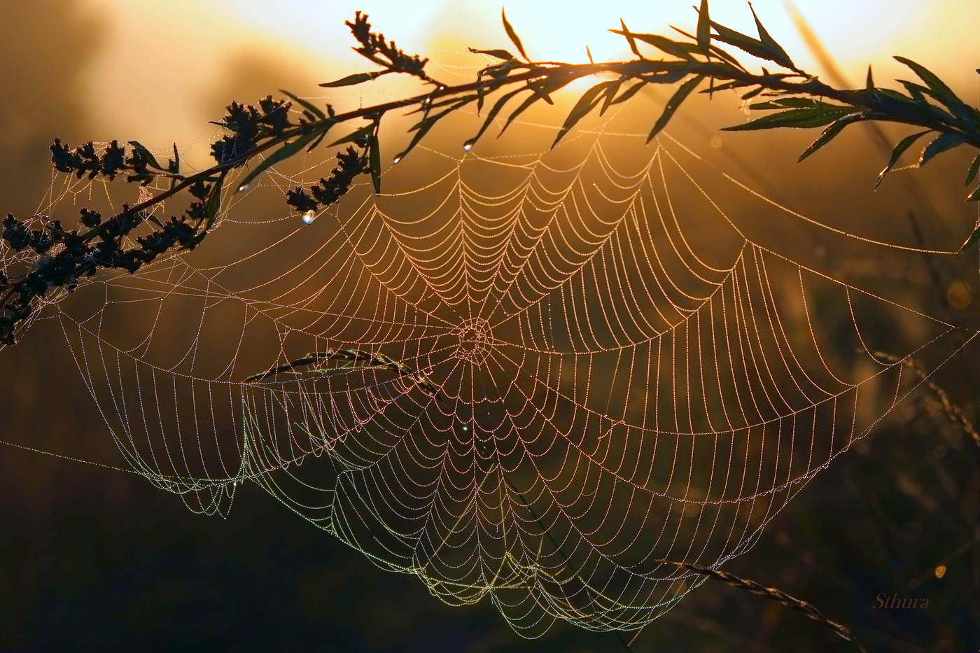 Цветная паутинка -2.