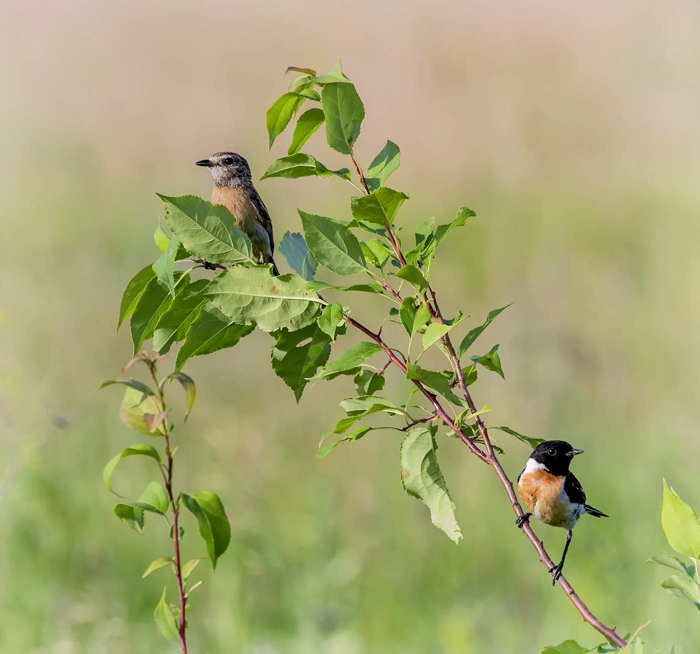 Черноголовый чекан (самка и самец).