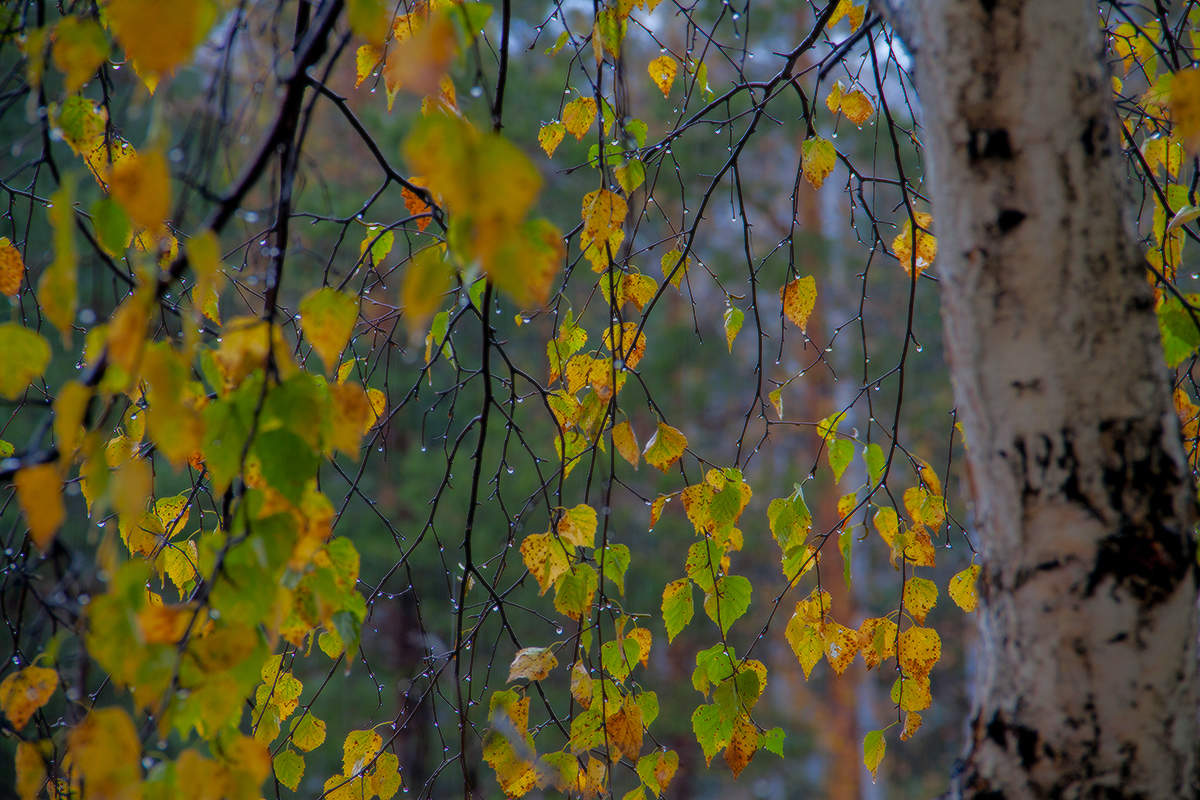 Про осень и дождь