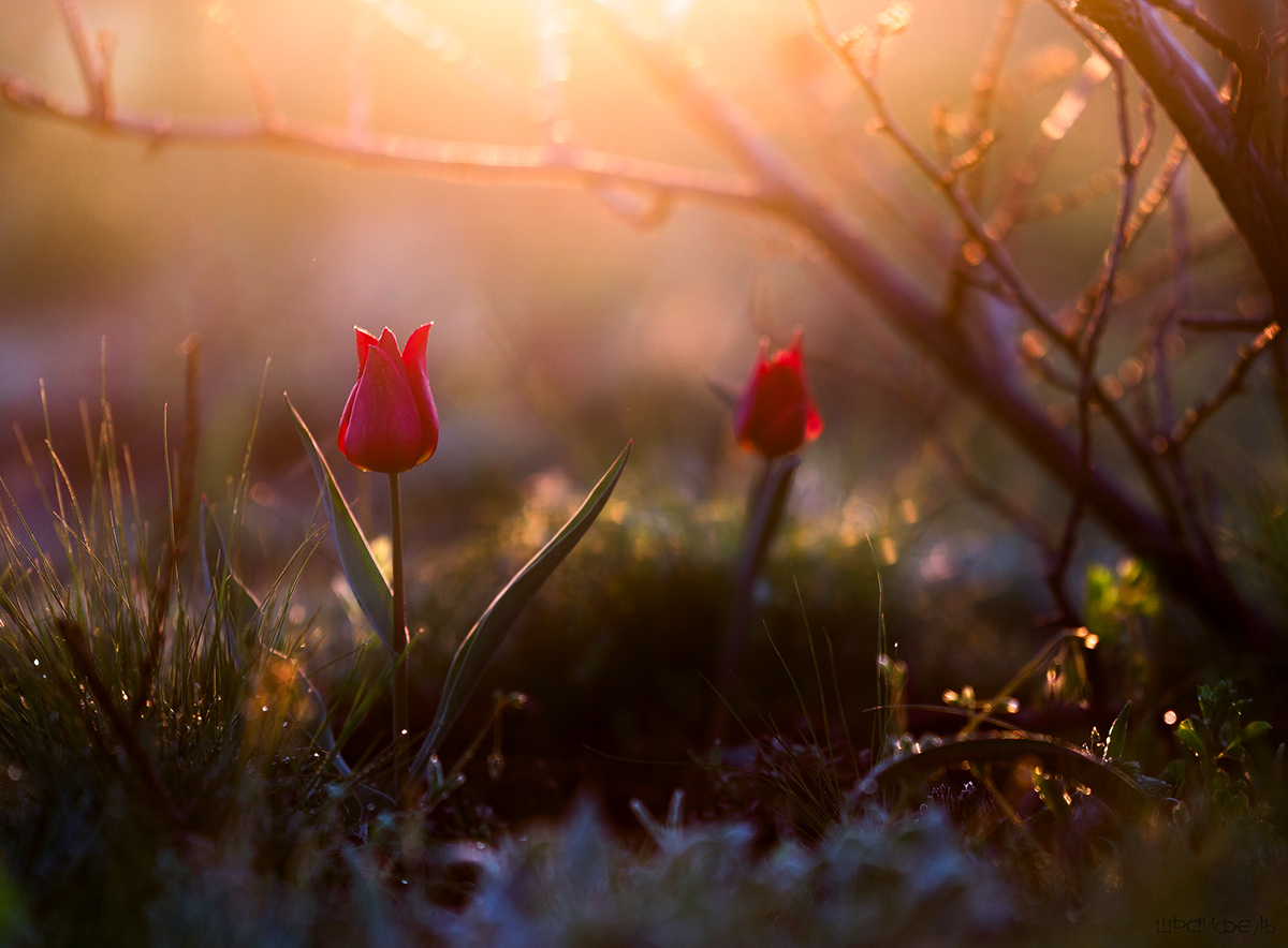 Утро в апреле