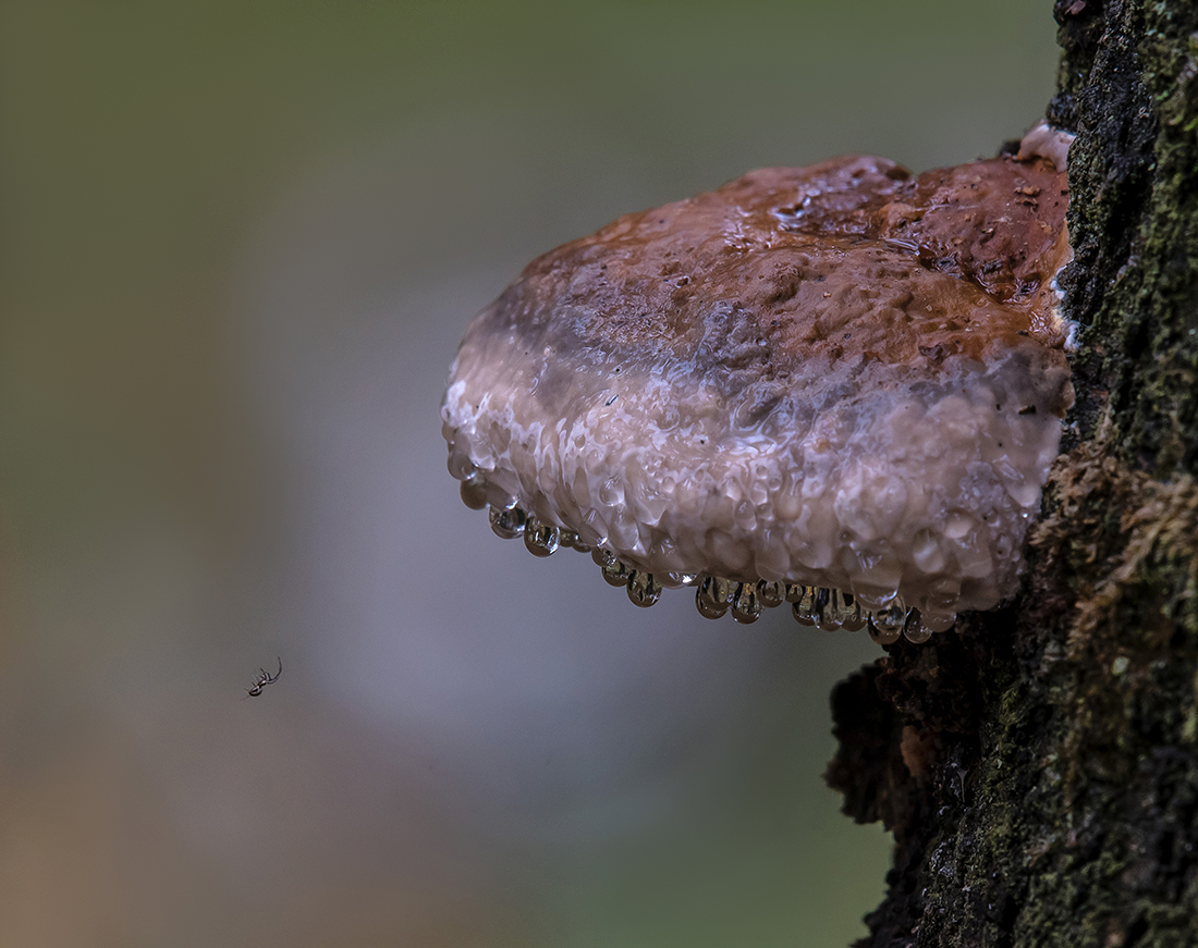 Весь в капельках и паучок