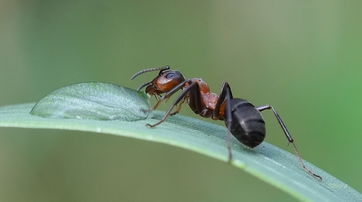 Вкусно, не оторваться.