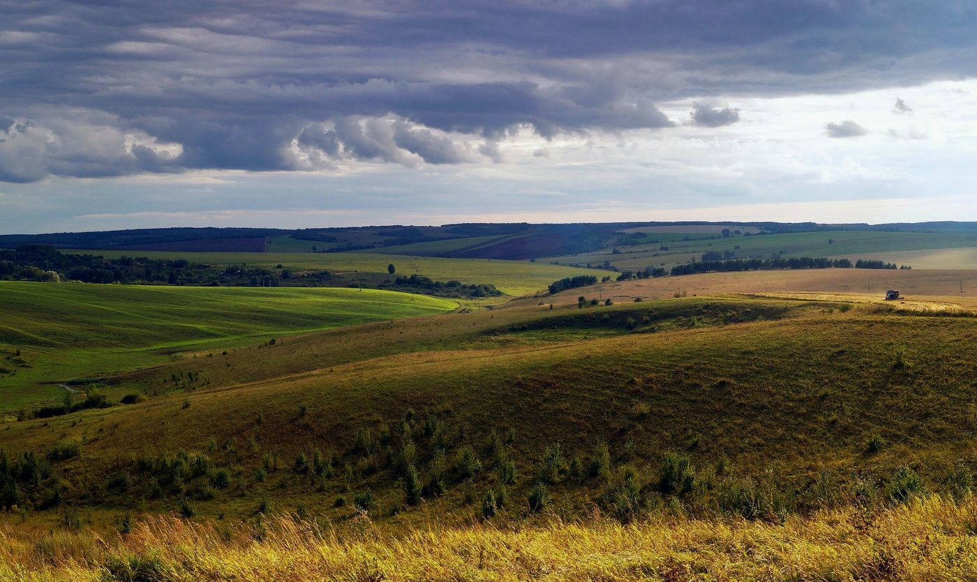 Зазеленели озимые