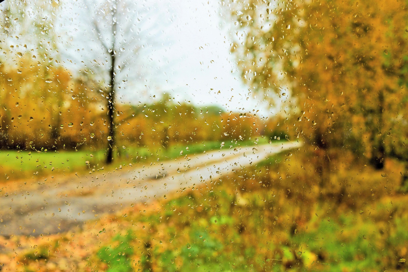 "Я видела осень... Она целовалась с дождем..."