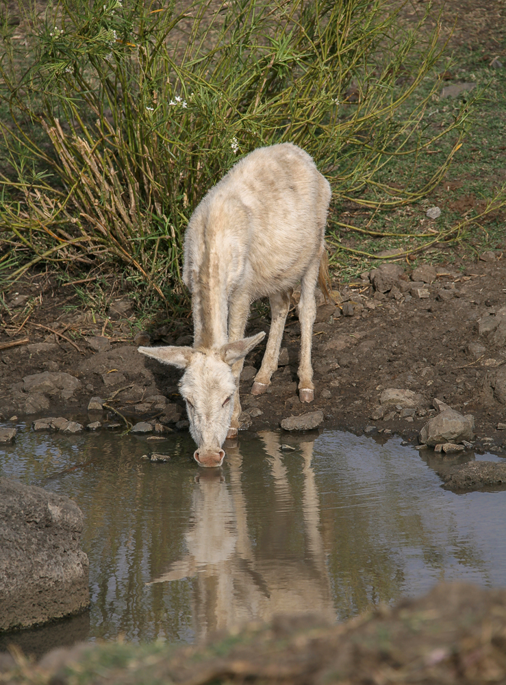 Не пей, Иванушка, осликом станешь