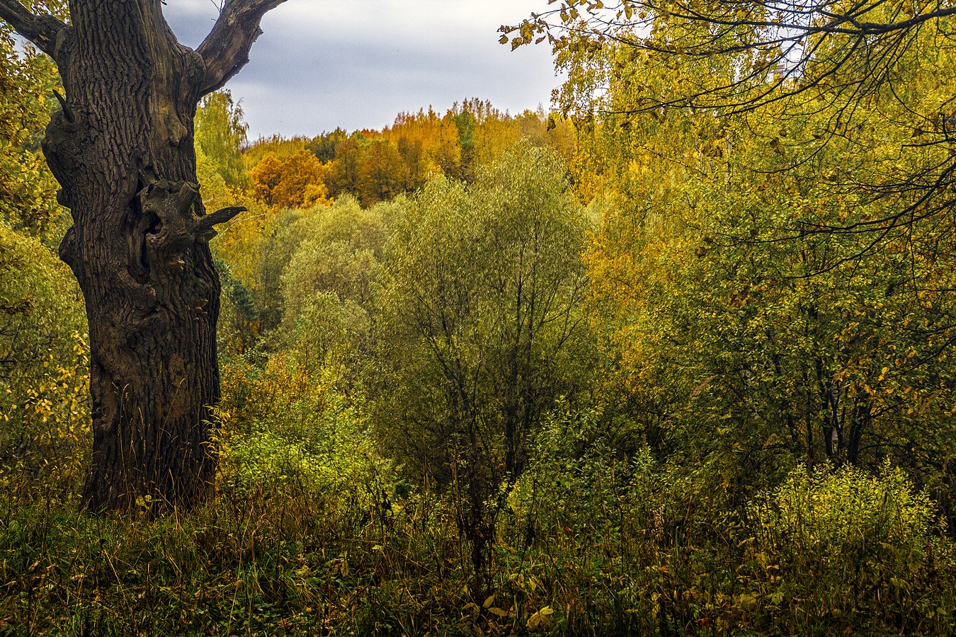 Страж осени.