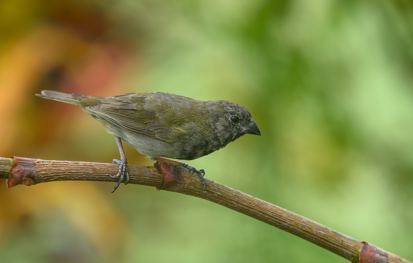 Black-faced grassquit
