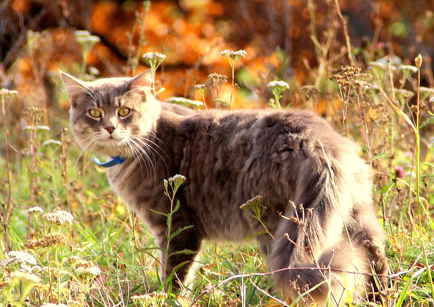 Соседский кот