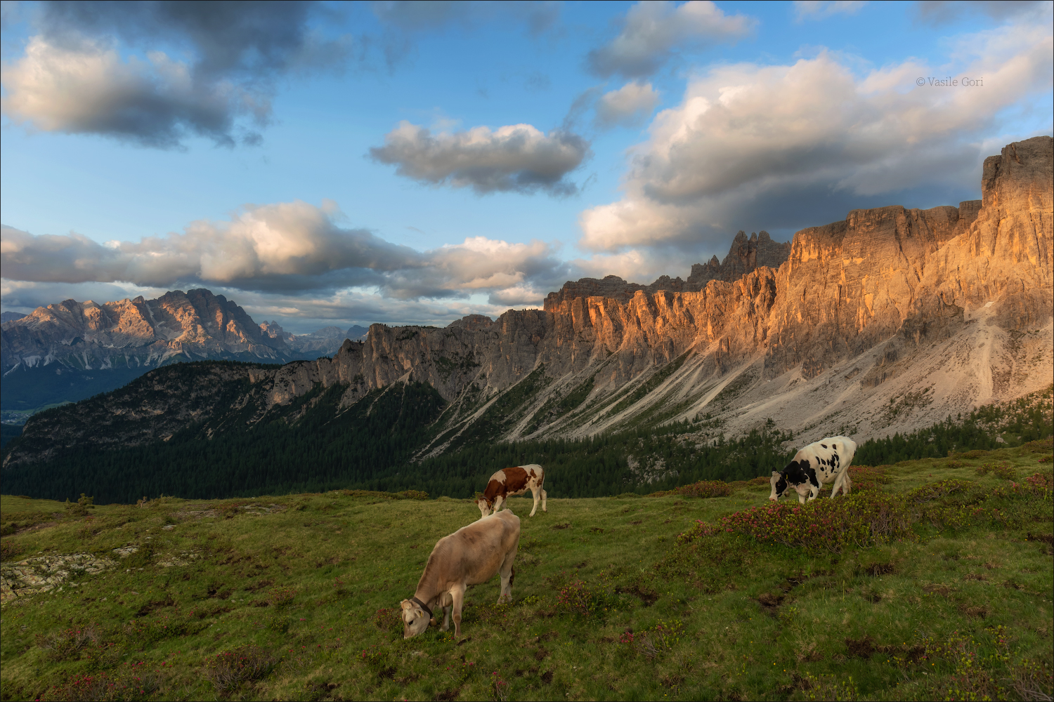 Альпийские бурёнки