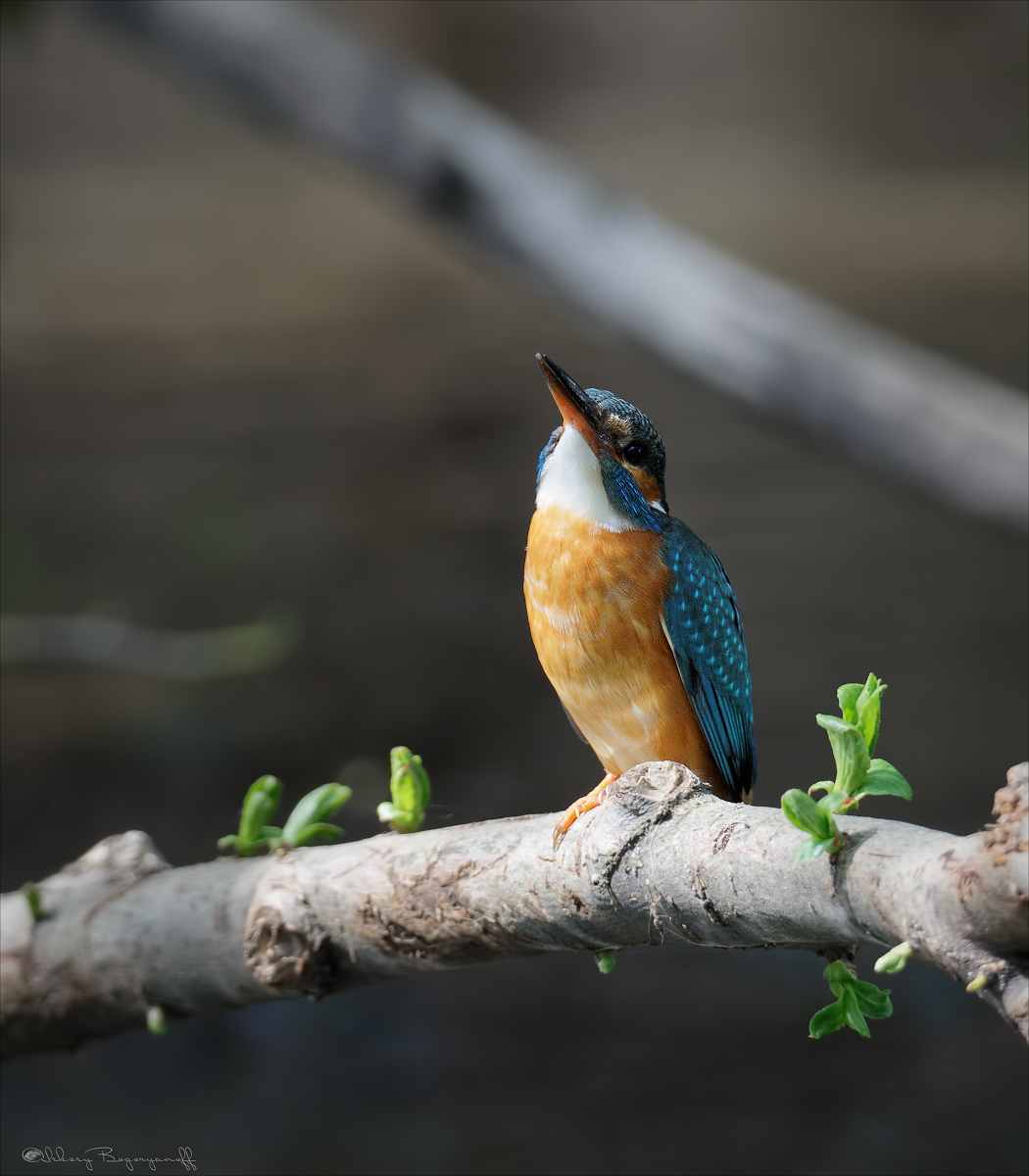Он просто мечтал о звездах.