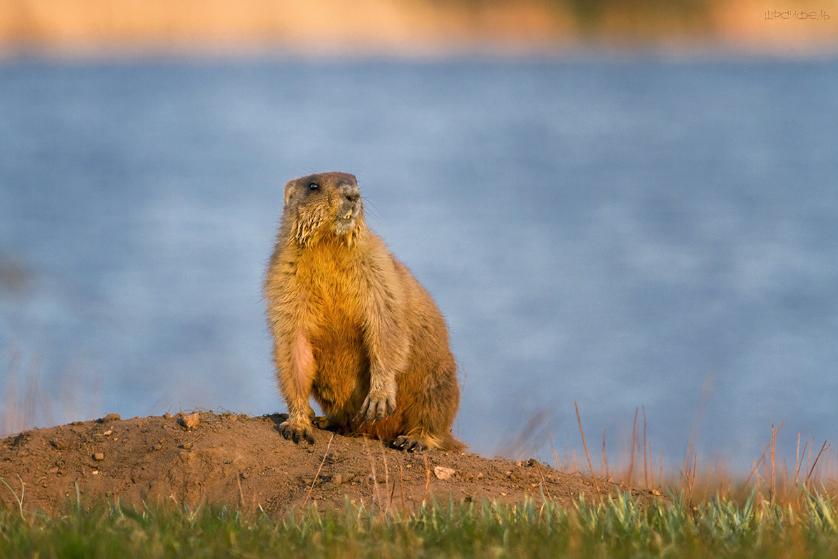 Жизнь на берегу