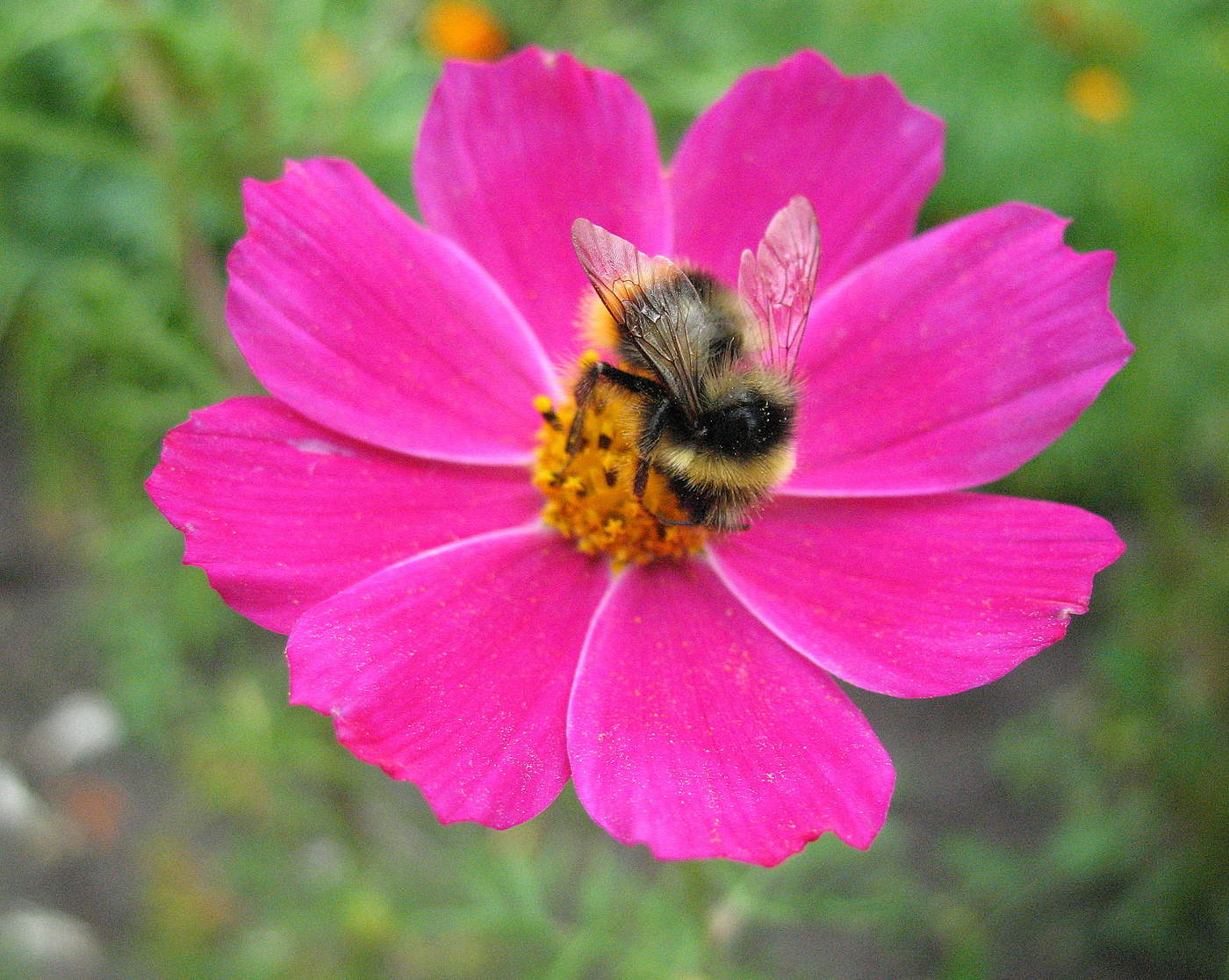 Шмель и космея