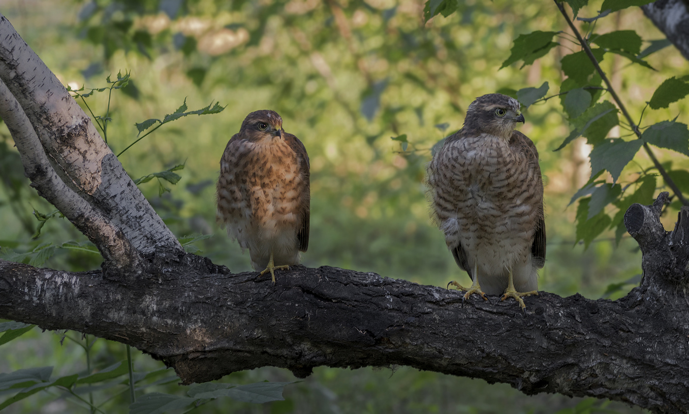 Ястребы перепелятники (слётки)..