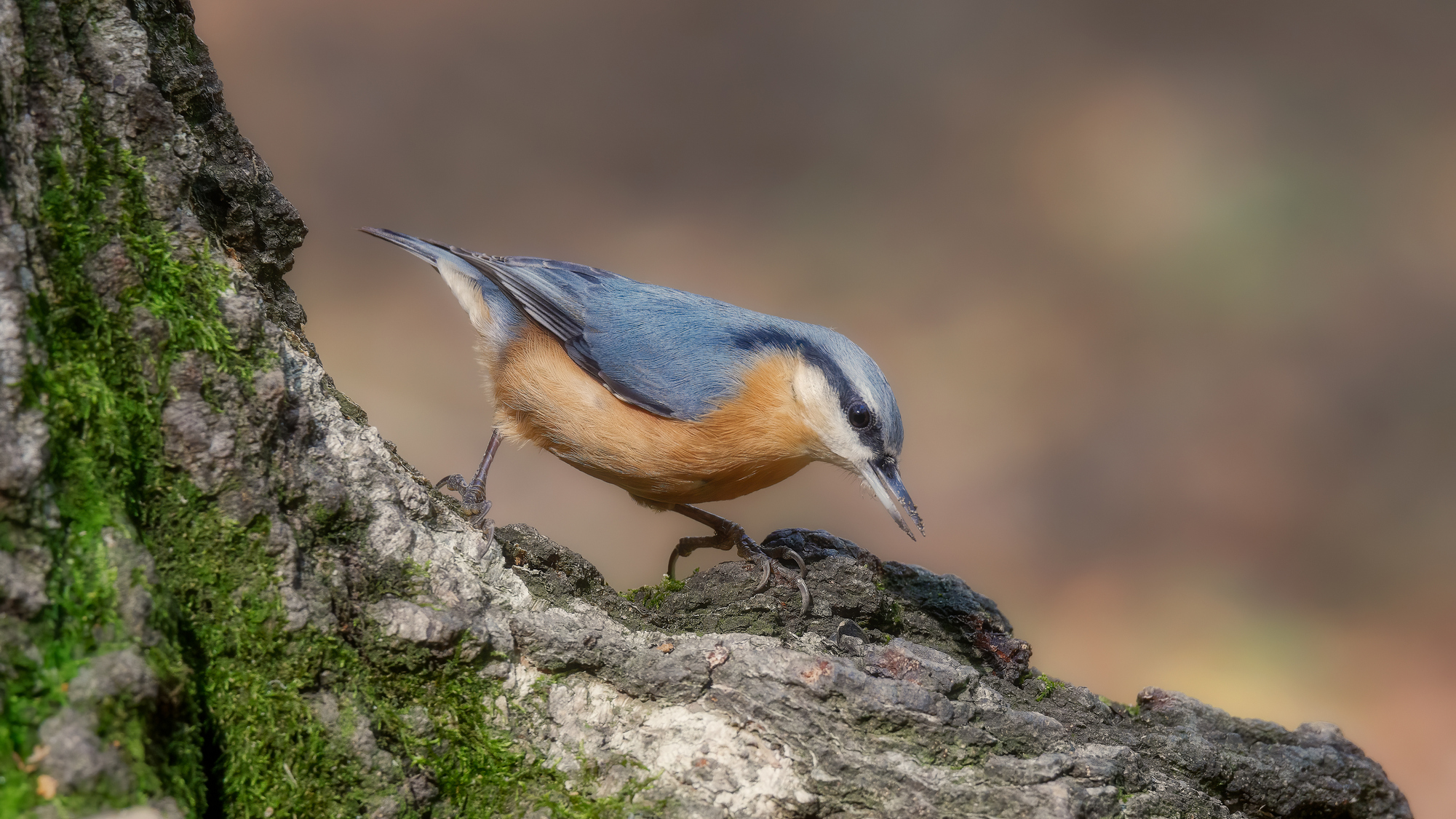 Про поползня на берёзе